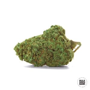 Auto Critical Bulk Seed Bank