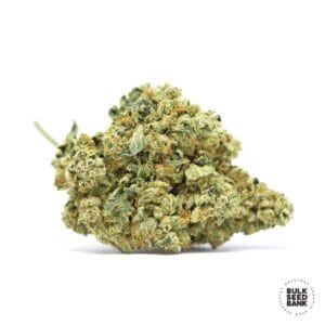 Auto Devil's Kiss Bulk Seed Bank