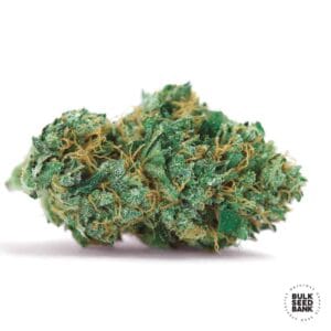 Auto Gelato Samba Bulk Seed Bank