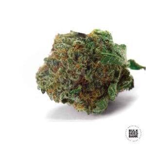 Auto Good Wild Shark Bulk Seed Bank 1