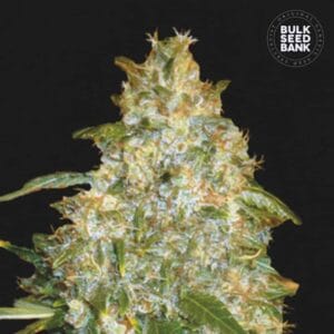 Auto Good Wild Shark Bulk Seed Bank