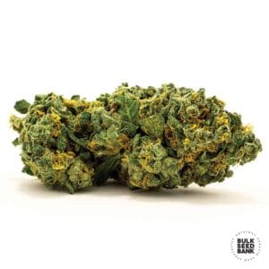 Auto Grande Crack Bulk Seed Bank