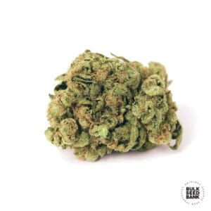 Auto Guerilla Glue Bulk Seed Bank