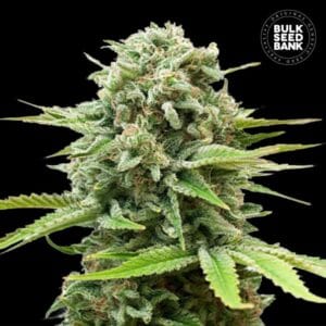 Auto Guerilla Glue Bulk Seed Bank