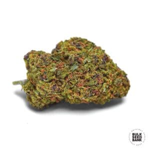 Auto Lavender Best Bulk Seed Bank