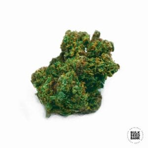 Auto Lime Skunk Bulk Seed Bank