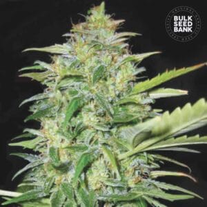 Auto Lime Skunk Bulk Seed Bank