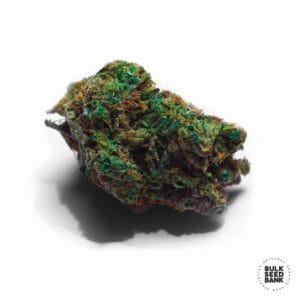 Auto Sunmango Bulk Seed Bank