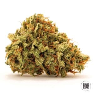 Sherbet Power Bulk Seed Bank