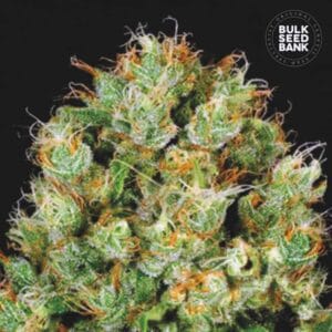 Sour Diesel Bulk Seed Bank