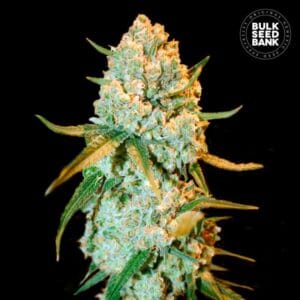 Special Crystal Haze Bulk Seed Bank