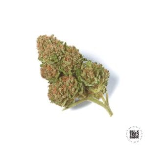 Special Skunk Bulk Seed Bank