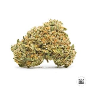 Sunmango Bulk Seed Bank