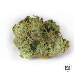 White Prussian Bulk Seed Bank