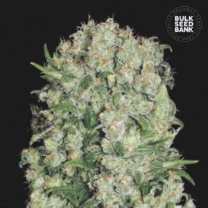 White Prussian Bulk Seed Bank