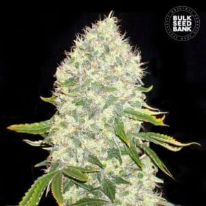 White Widow Bulk Seed Bank