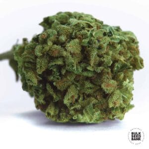 Winning Cake Bulk Seed Bank