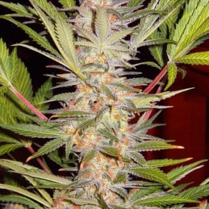 S.A.D. Sweet Afgani Delicious S1 Sweet Seeds