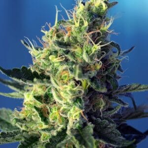Sweet Pure CBD Sweet Seeds