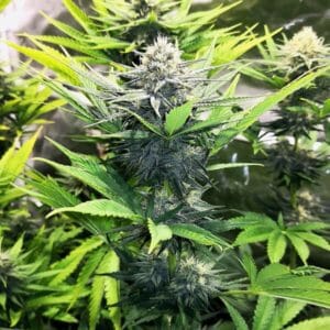 North Thunderfuck Royal Queen Seeds