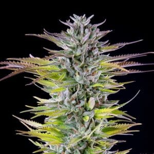 Alternative view of Watermelon | Royal Queen Seeds