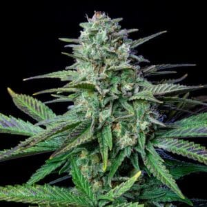 Wedding Crasher Royal Queen Seeds