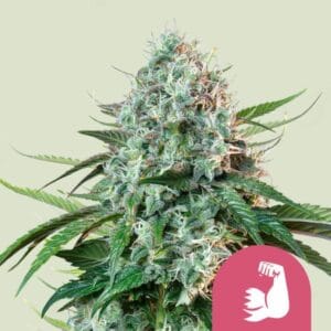 HulkBerry | Royal Queen Seeds