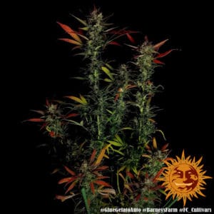 Glue Gelato Auto Barney's Farm