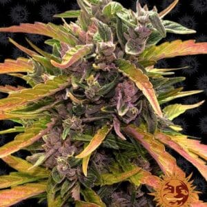 Gorilla Glue Auto Barney's Farm