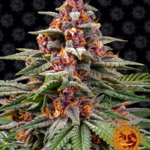 Runtz Auto Barney's Farm