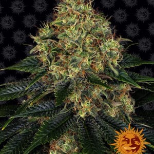 Skywalker OG Auto Barney's Farm