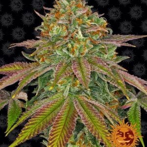 Wedding Cake Barney's farm