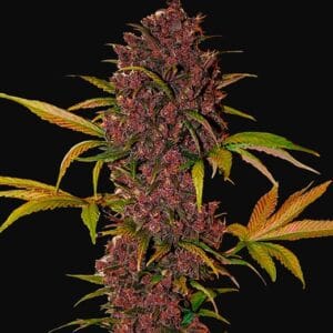 LSD-25 Auto | Fast Buds