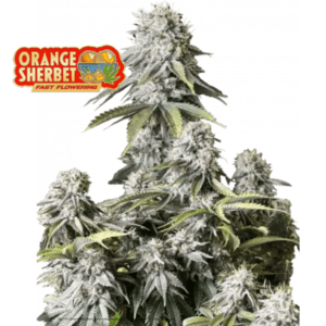 Orange Sherbet FF Fast Buds