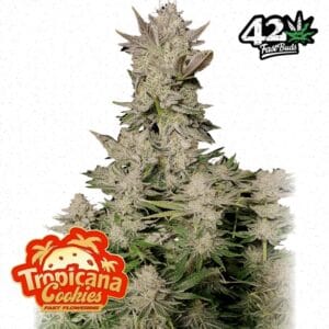Tropicana Cookies FF Fast Buds