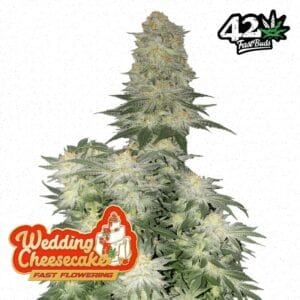 Wedding Cheesecake FF Fast Buds