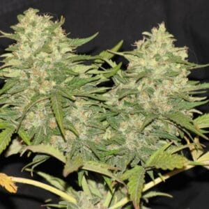 Critical Super Silver Haze Delicious Seeds