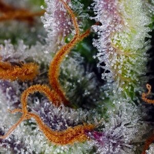 Mimosa Bruce Banner XL Auto Sweet Seeds