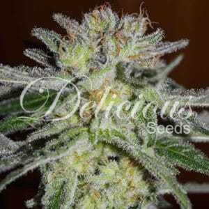 Northern Light Blue Delicious Seeds