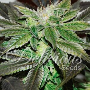 Sugar Candy Delicious Seeds