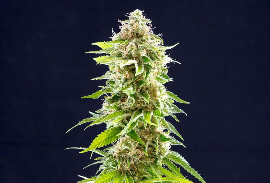 Cookies Haze Kannabia