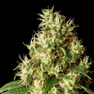 Mimosa Dream Kannabia