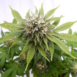 Silver Widow Kannabia