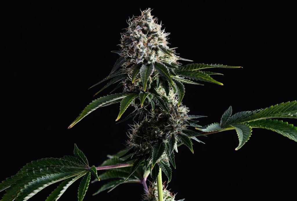 Swiss Dream CBD Kannabia