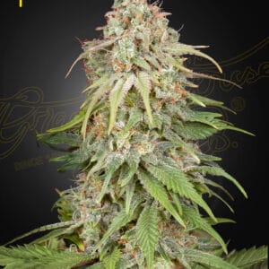 GH Amnesia Green House Seeds
