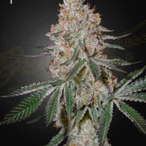 HighCloudZ Green House Seeds