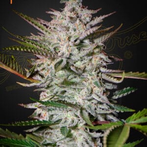 Holy Punch Green House Seeds