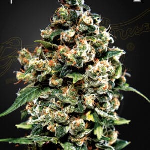 Jack Herer Green House Seeds