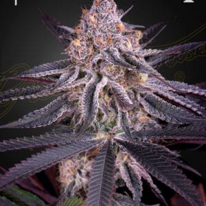 King’s Juice Green House Seeds