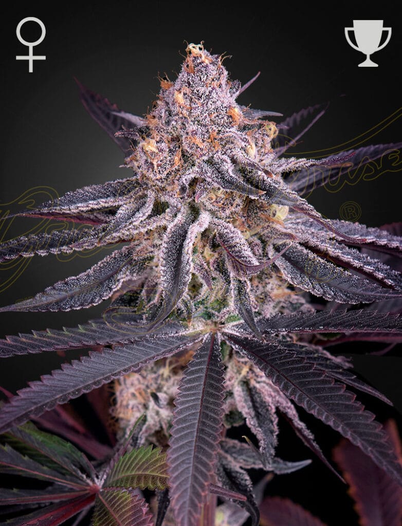 King’s Juice Green House Seeds